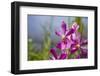 Australia, Northern Territory, Darwin. Jennys Orchid Garden-Cindy Miller Hopkins-Framed Photographic Print