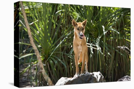 Australia, Northern Territory, Darwin. Territory Wildlife Park. Dingo-Cindy Miller Hopkins-Stretched Canvas