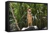 Australia, Northern Territory, Darwin. Territory Wildlife Park. Dingo-Cindy Miller Hopkins-Framed Stretched Canvas