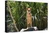 Australia, Northern Territory, Darwin. Territory Wildlife Park. Dingo-Cindy Miller Hopkins-Stretched Canvas