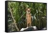 Australia, Northern Territory, Darwin. Territory Wildlife Park. Dingo-Cindy Miller Hopkins-Framed Stretched Canvas