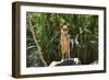 Australia, Northern Territory, Darwin. Territory Wildlife Park. Dingo-Cindy Miller Hopkins-Framed Photographic Print