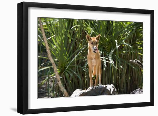 Australia, Northern Territory, Darwin. Territory Wildlife Park. Dingo-Cindy Miller Hopkins-Framed Photographic Print