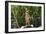 Australia, Northern Territory, Darwin. Territory Wildlife Park. Dingo-Cindy Miller Hopkins-Framed Photographic Print