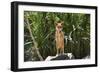 Australia, Northern Territory, Darwin. Territory Wildlife Park. Dingo-Cindy Miller Hopkins-Framed Photographic Print