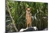 Australia, Northern Territory, Darwin. Territory Wildlife Park. Dingo-Cindy Miller Hopkins-Mounted Photographic Print