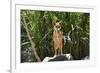 Australia, Northern Territory, Darwin. Territory Wildlife Park. Dingo-Cindy Miller Hopkins-Framed Photographic Print