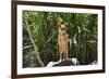 Australia, Northern Territory, Darwin. Territory Wildlife Park. Dingo-Cindy Miller Hopkins-Framed Photographic Print