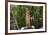 Australia, Northern Territory, Darwin. Territory Wildlife Park. Dingo-Cindy Miller Hopkins-Framed Photographic Print