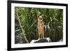 Australia, Northern Territory, Darwin. Territory Wildlife Park. Dingo-Cindy Miller Hopkins-Framed Photographic Print