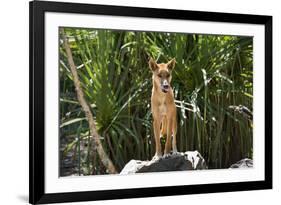 Australia, Northern Territory, Darwin. Territory Wildlife Park. Dingo-Cindy Miller Hopkins-Framed Photographic Print