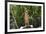 Australia, Northern Territory, Darwin. Territory Wildlife Park. Dingo-Cindy Miller Hopkins-Framed Photographic Print