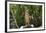 Australia, Northern Territory, Darwin. Territory Wildlife Park. Dingo-Cindy Miller Hopkins-Framed Photographic Print