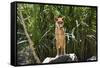 Australia, Northern Territory, Darwin. Territory Wildlife Park. Dingo-Cindy Miller Hopkins-Framed Stretched Canvas