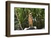 Australia, Northern Territory, Darwin. Territory Wildlife Park. Dingo-Cindy Miller Hopkins-Framed Photographic Print