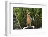 Australia, Northern Territory, Darwin. Territory Wildlife Park. Dingo-Cindy Miller Hopkins-Framed Photographic Print