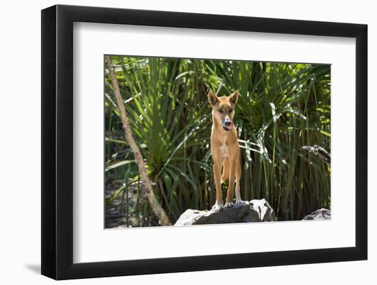 Australia, Northern Territory, Darwin. Territory Wildlife Park. Dingo-Cindy Miller Hopkins-Framed Premium Photographic Print