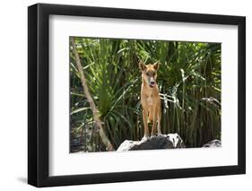 Australia, Northern Territory, Darwin. Territory Wildlife Park. Dingo-Cindy Miller Hopkins-Framed Premium Photographic Print