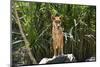 Australia, Northern Territory, Darwin. Territory Wildlife Park. Dingo-Cindy Miller Hopkins-Mounted Premium Photographic Print