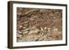 Australia, Northern Territory, Iwlipataka Reserve, Rock Paintings-null-Framed Giclee Print