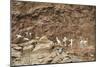 Australia, Northern Territory, Iwlipataka Reserve, Rock Paintings-null-Mounted Giclee Print