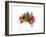 Australia Paint Splashes Map-Michael Tompsett-Framed Art Print