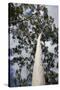 Australia, Perth. Kings Park. Fraser Avenue, Lemon Scented Gum Tree-Cindy Miller Hopkins-Stretched Canvas