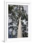 Australia, Perth. Kings Park. Fraser Avenue, Lemon Scented Gum Tree-Cindy Miller Hopkins-Framed Photographic Print