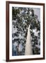 Australia, Perth. Kings Park. Fraser Avenue, Lemon Scented Gum Tree-Cindy Miller Hopkins-Framed Photographic Print