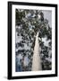 Australia, Perth. Kings Park. Fraser Avenue, Lemon Scented Gum Tree-Cindy Miller Hopkins-Framed Photographic Print