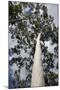 Australia, Perth. Kings Park. Fraser Avenue, Lemon Scented Gum Tree-Cindy Miller Hopkins-Mounted Photographic Print