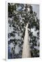 Australia, Perth. Kings Park. Fraser Avenue, Lemon Scented Gum Tree-Cindy Miller Hopkins-Framed Photographic Print