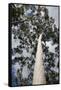 Australia, Perth. Kings Park. Fraser Avenue, Lemon Scented Gum Tree-Cindy Miller Hopkins-Framed Stretched Canvas