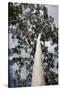 Australia, Perth. Kings Park. Fraser Avenue, Lemon Scented Gum Tree-Cindy Miller Hopkins-Stretched Canvas
