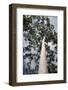 Australia, Perth. Kings Park. Fraser Avenue, Lemon Scented Gum Tree-Cindy Miller Hopkins-Framed Photographic Print