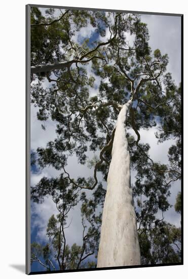 Australia, Perth. Kings Park. Fraser Avenue, Lemon Scented Gum Tree-Cindy Miller Hopkins-Mounted Photographic Print