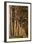 Australia, Perth, Kings Park, Trees on Fraser Avenue-Walter Bibikow-Framed Photographic Print