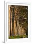 Australia, Perth, Kings Park, Trees on Fraser Avenue-Walter Bibikow-Framed Photographic Print