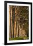 Australia, Perth, Kings Park, Trees on Fraser Avenue-Walter Bibikow-Framed Photographic Print