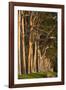 Australia, Perth, Kings Park, Trees on Fraser Avenue-Walter Bibikow-Framed Photographic Print