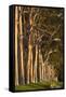 Australia, Perth, Kings Park, Trees on Fraser Avenue-Walter Bibikow-Framed Stretched Canvas