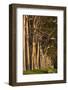 Australia, Perth, Kings Park, Trees on Fraser Avenue-Walter Bibikow-Framed Photographic Print