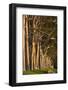 Australia, Perth, Kings Park, Trees on Fraser Avenue-Walter Bibikow-Framed Photographic Print