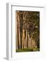 Australia, Perth, Kings Park, Trees on Fraser Avenue-Walter Bibikow-Framed Photographic Print