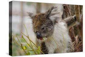 Australia, Perth, Yanchep National Park. Koala Bear a Native Arboreal Marsupial-Cindy Miller Hopkins-Stretched Canvas