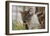 Australia, Perth, Yanchep National Park. Koala Bear a Native Arboreal Marsupial-Cindy Miller Hopkins-Framed Photographic Print