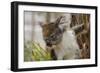 Australia, Perth, Yanchep National Park. Koala Bear a Native Arboreal Marsupial-Cindy Miller Hopkins-Framed Photographic Print