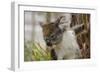 Australia, Perth, Yanchep National Park. Koala Bear a Native Arboreal Marsupial-Cindy Miller Hopkins-Framed Photographic Print