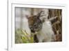 Australia, Perth, Yanchep National Park. Koala Bear a Native Arboreal Marsupial-Cindy Miller Hopkins-Framed Photographic Print