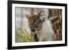 Australia, Perth, Yanchep National Park. Koala Bear a Native Arboreal Marsupial-Cindy Miller Hopkins-Framed Photographic Print